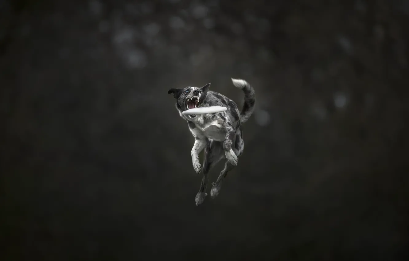 Photo wallpaper jump, teeth, dog, the border collie, Frisbee, frisbee, flying disc, border colie