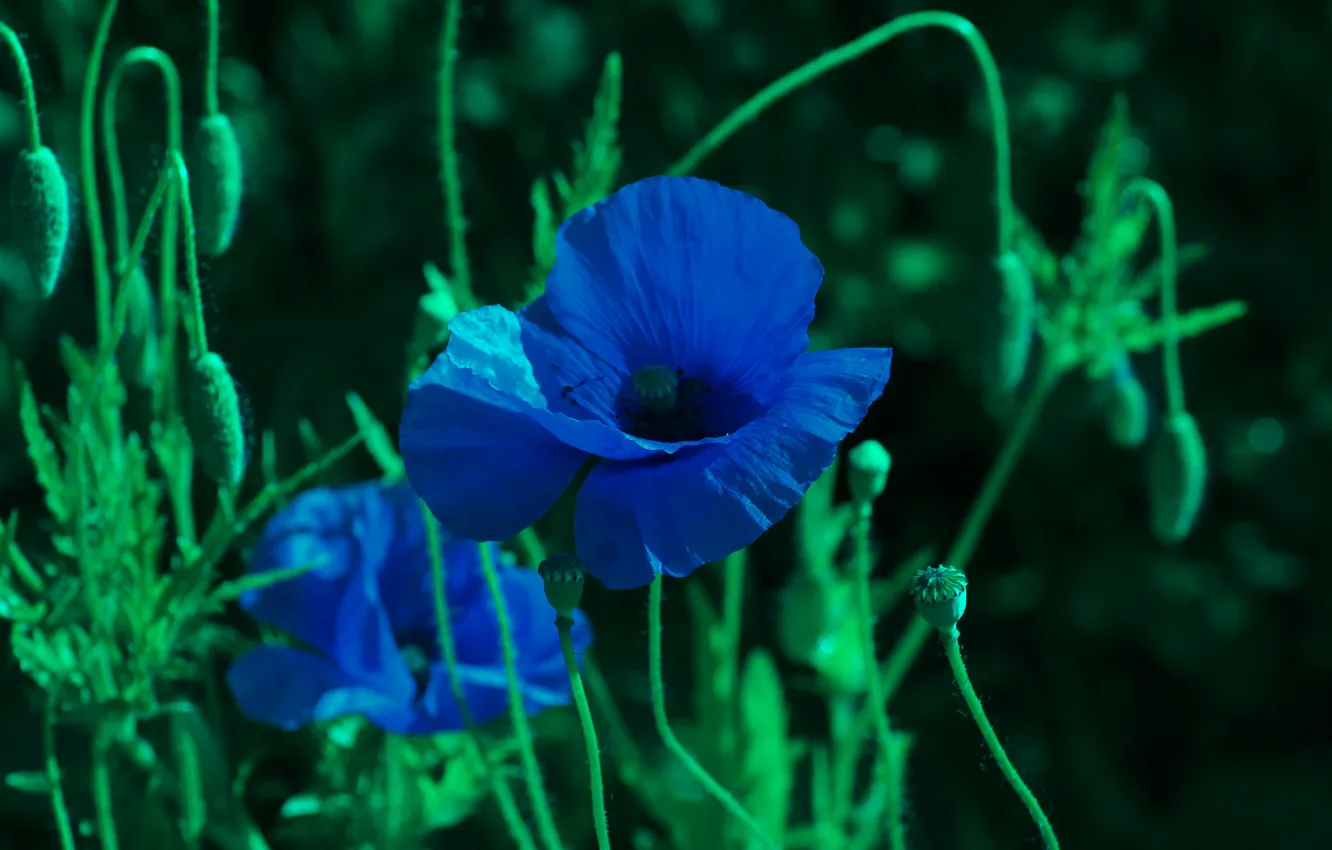 Photo wallpaper flower, spring, poppy