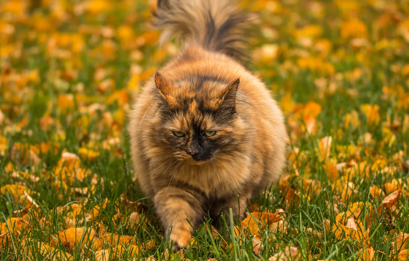 Photo wallpaper autumn, cat, grass, cat, leaves, pose, glade, walk