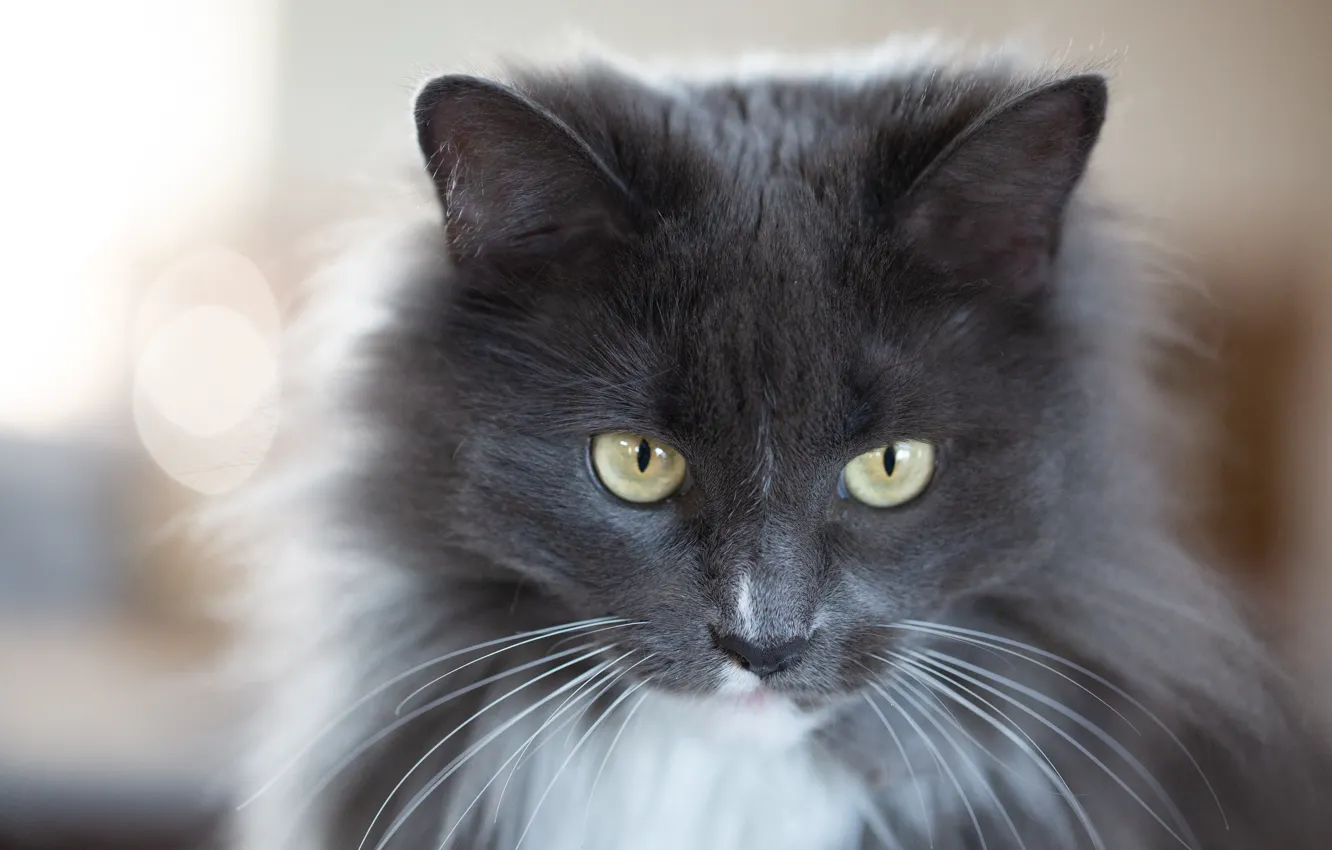 Photo wallpaper cat, cat, look, pose, face
