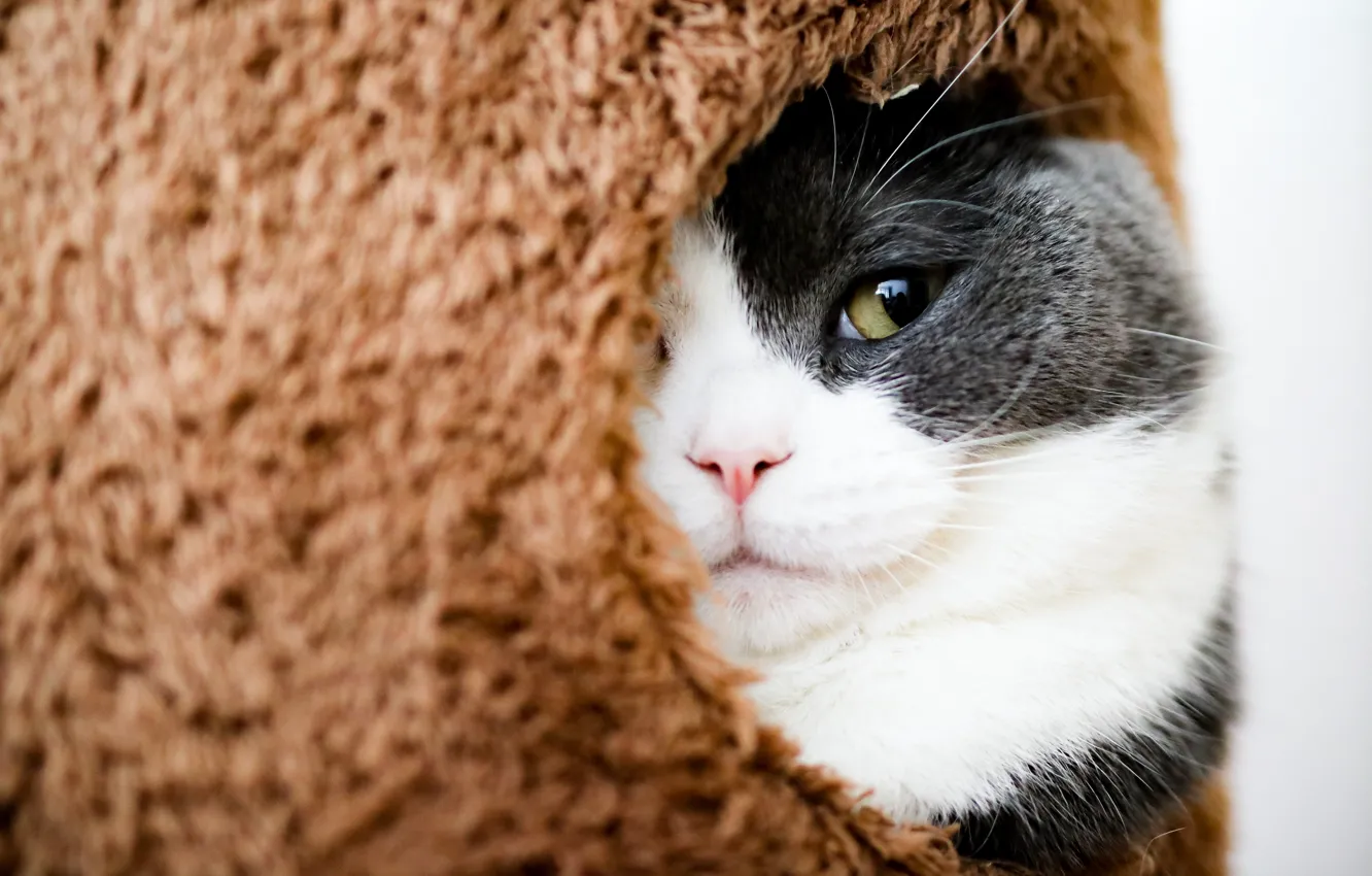 Photo wallpaper cat, cat, look, face, grey, fur, Kote, Peeps