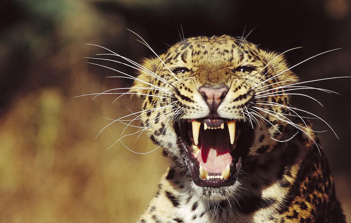 Photo wallpaper look, face, Leopard, grin, the threat, mustache beam, razyarenny wild cat