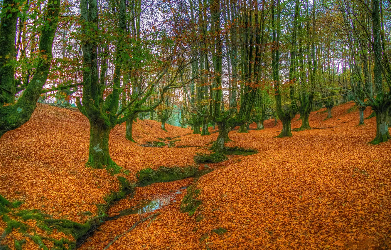 Photo wallpaper autumn, forest, leaves, trees, branches, trunks, foliage