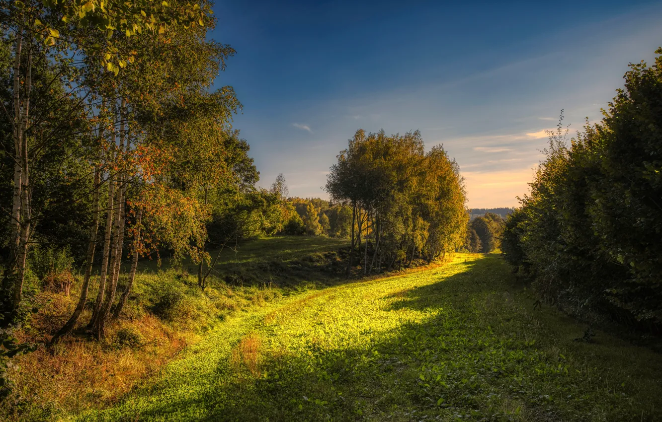 Photo wallpaper forest, trees, landscape