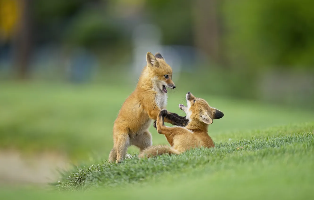 Photo wallpaper the game, baby, Fox, a couple, Fox
