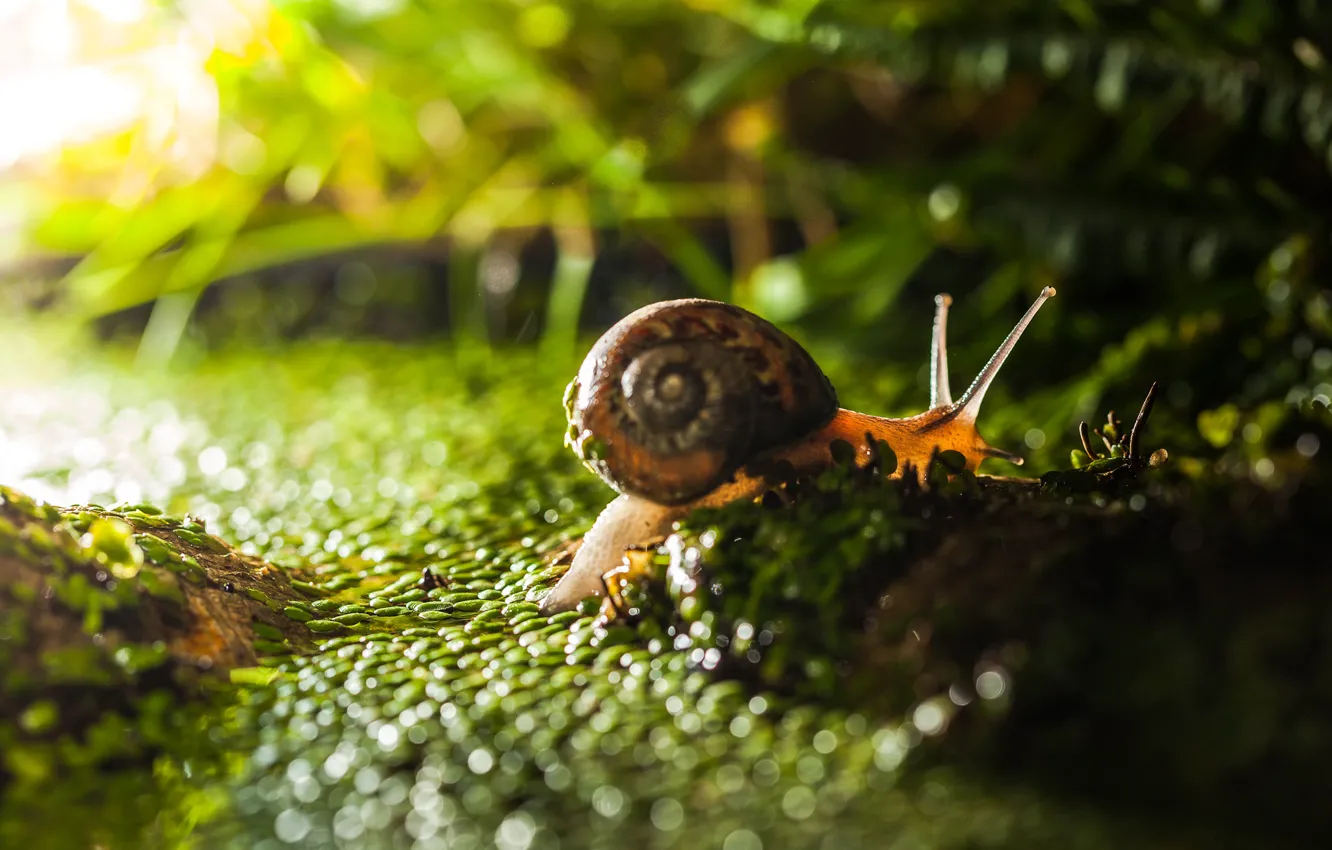 Photo wallpaper grass, macro, light, snail, bokeh
