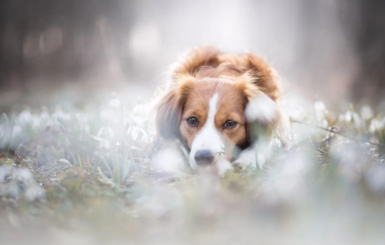 Photo wallpaper look, face, light, flowers, nature, pose, Park, background