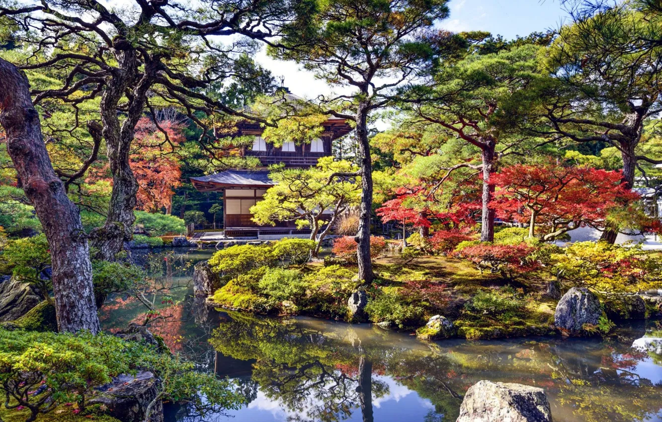 Photo wallpaper trees, Park, home