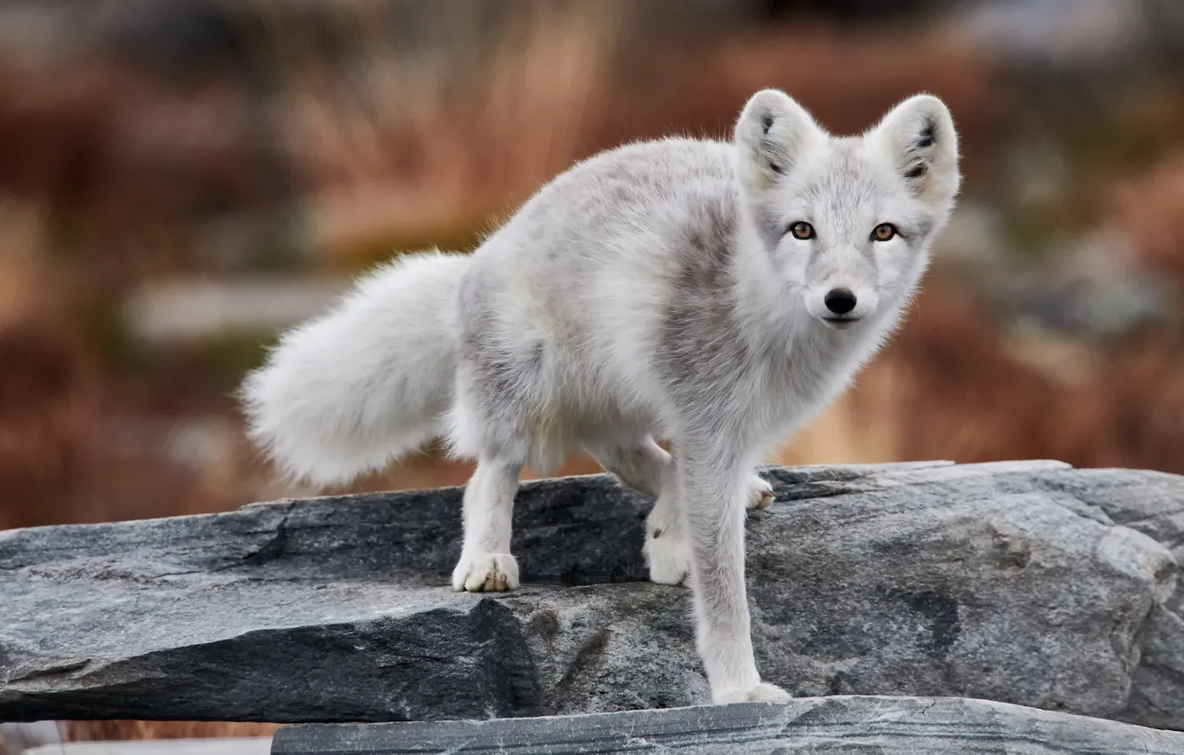 Photo wallpaper look, nature, pose, stones, face, Fox