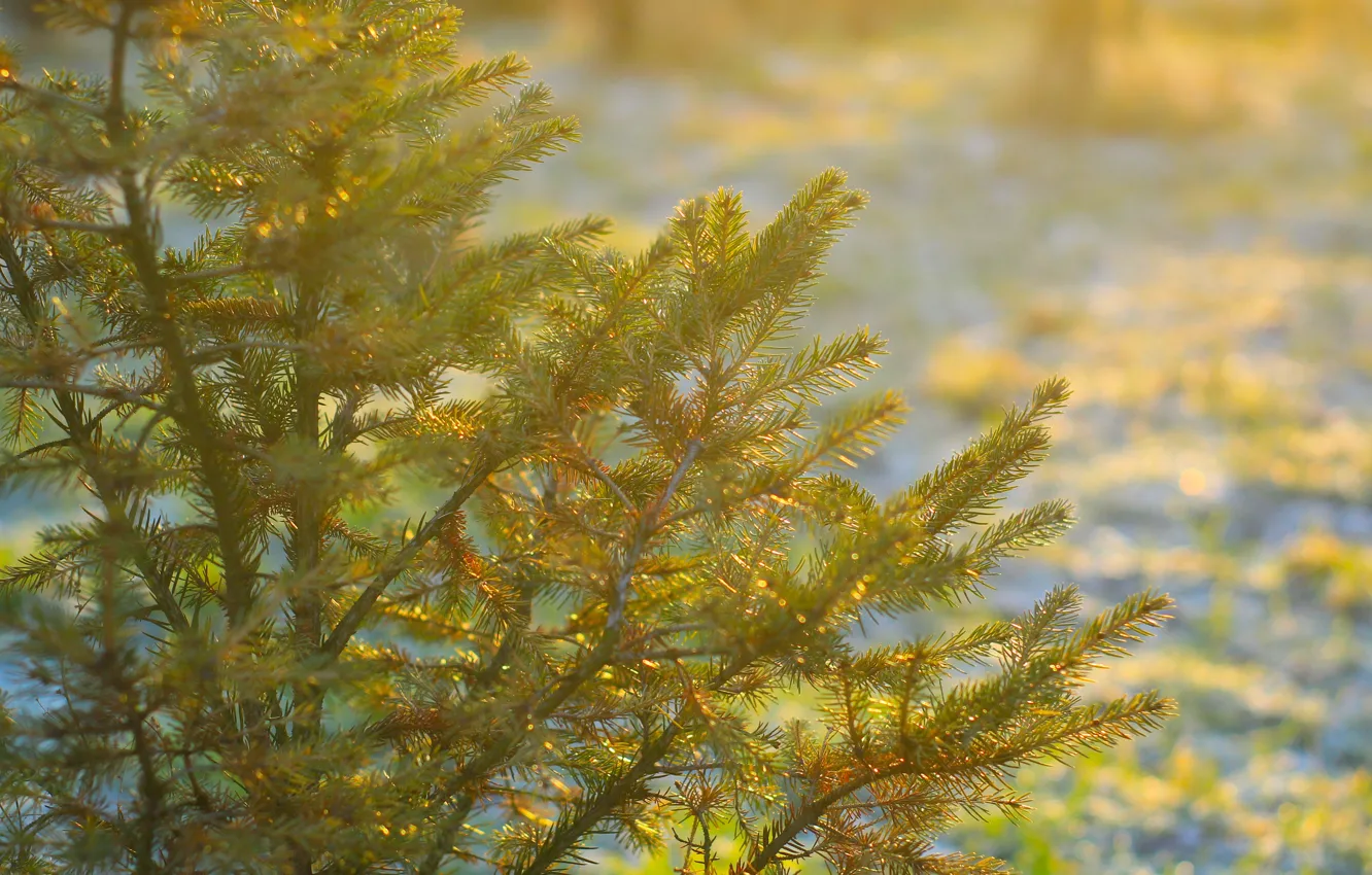 Photo wallpaper tree, spruce, twig