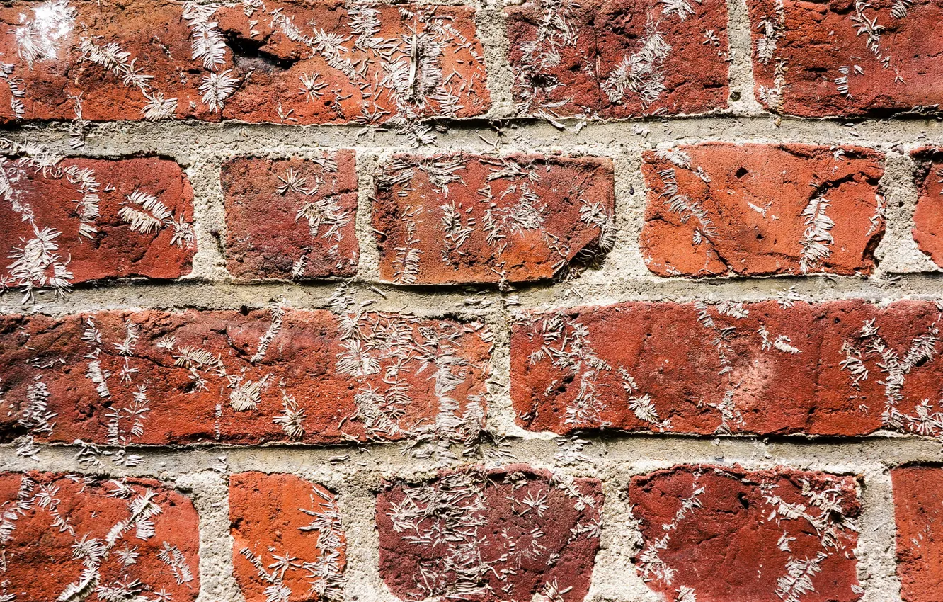 Photo wallpaper wall, brick, texture
