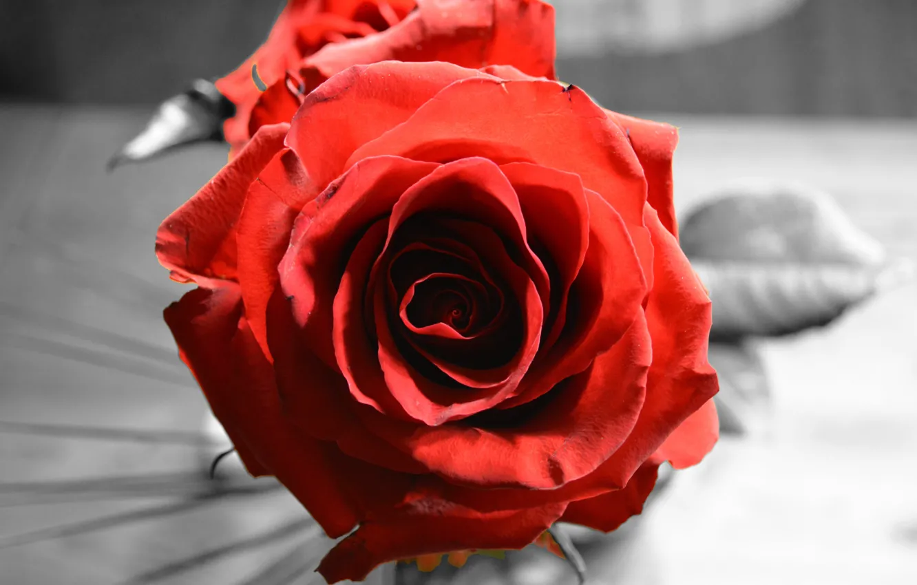 Photo wallpaper macro, flowers, red, roses, black-and-white background, bokeh