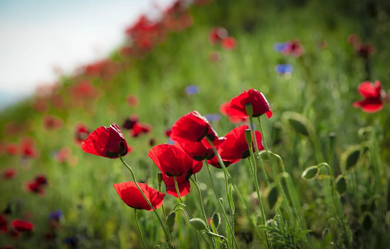 Photo wallpaper flowers, nature, Maki