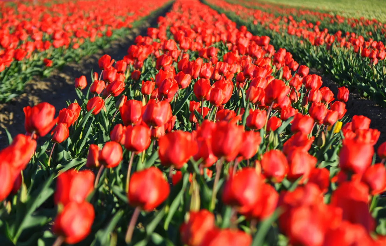 Photo wallpaper field, flowers, red, bright, spring, tulips, a number, buds
