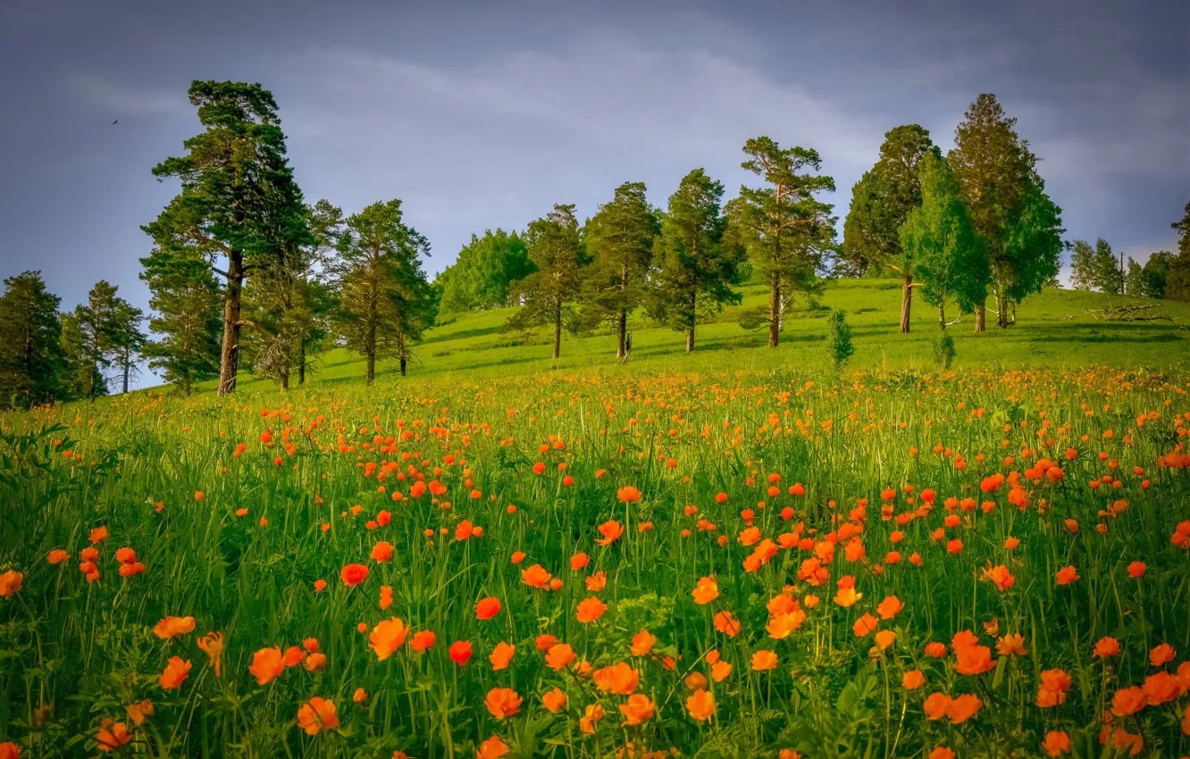 Photo wallpaper trees, flowers, lights, Russia, pine, Siberia, Kuzbass, globeflowers