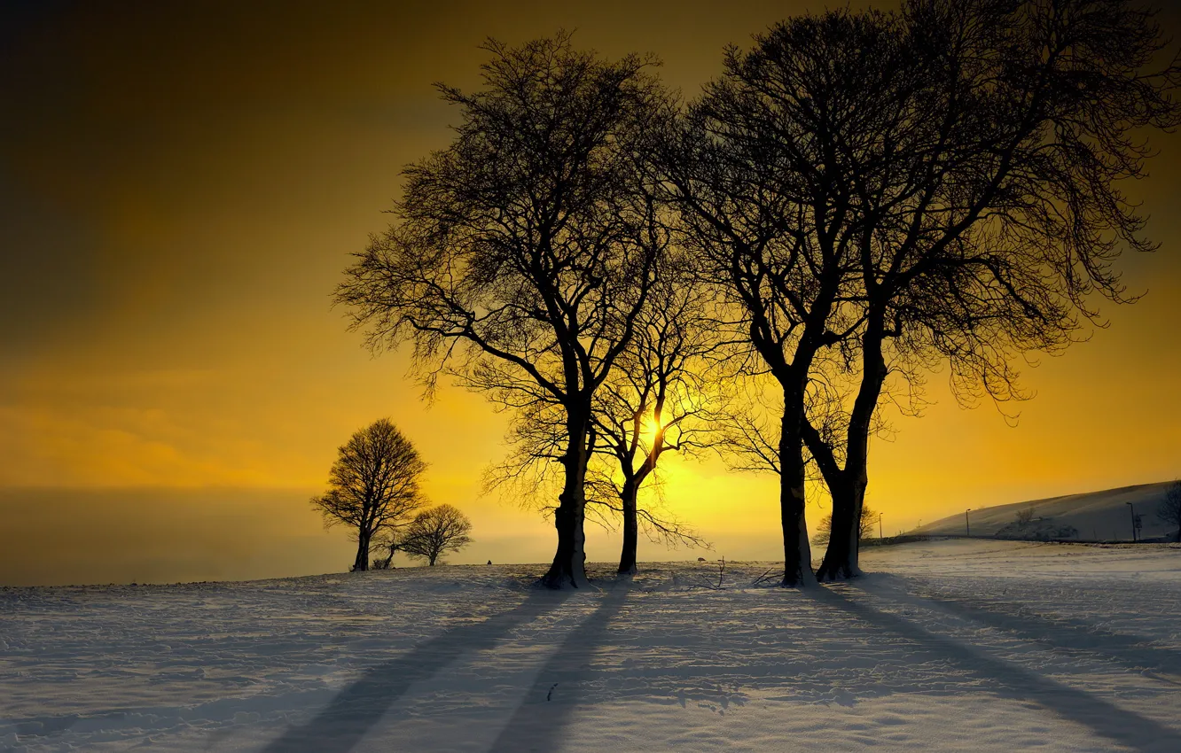 Photo wallpaper winter, snow, trees, sunset, Frosty