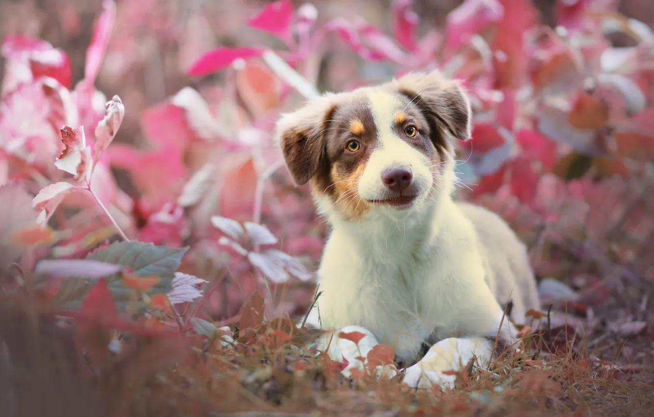 Photo wallpaper grass, look, dog, puppy, Australian shepherd, Aussie