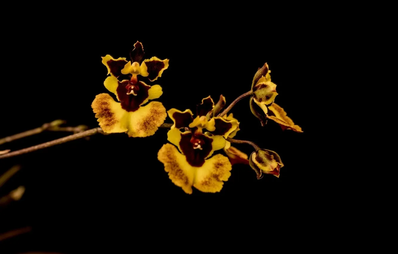 Photo wallpaper yellow, bright, the dark background, branch, petals, orchids, motley