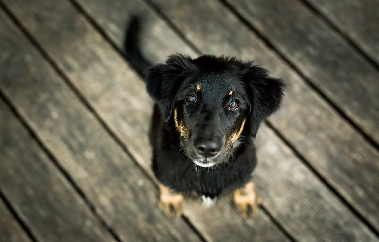 Photo wallpaper look, each, dog