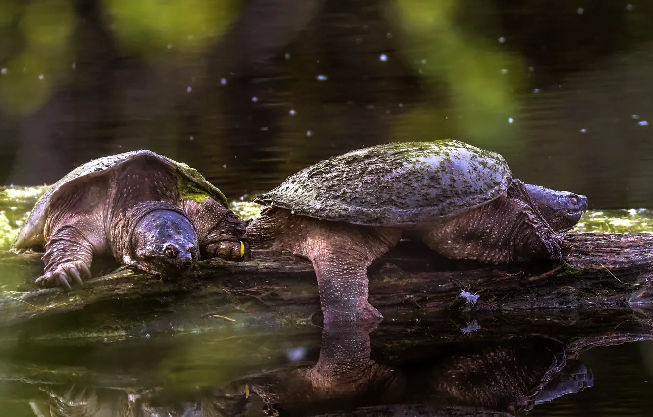 Photo wallpaper reflection, two, turtle, log, pond, bug, water, water