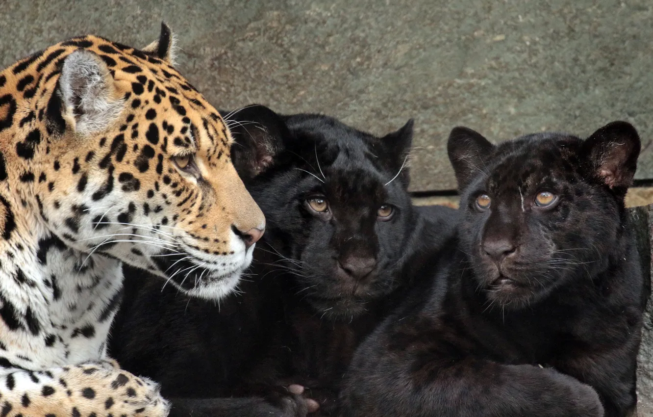 Photo wallpaper cats, predators, jaguars