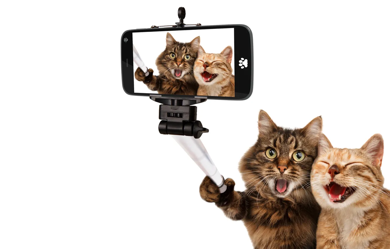 Photo wallpaper cats, joy, photo, cats, humor, white background, the, smartphone