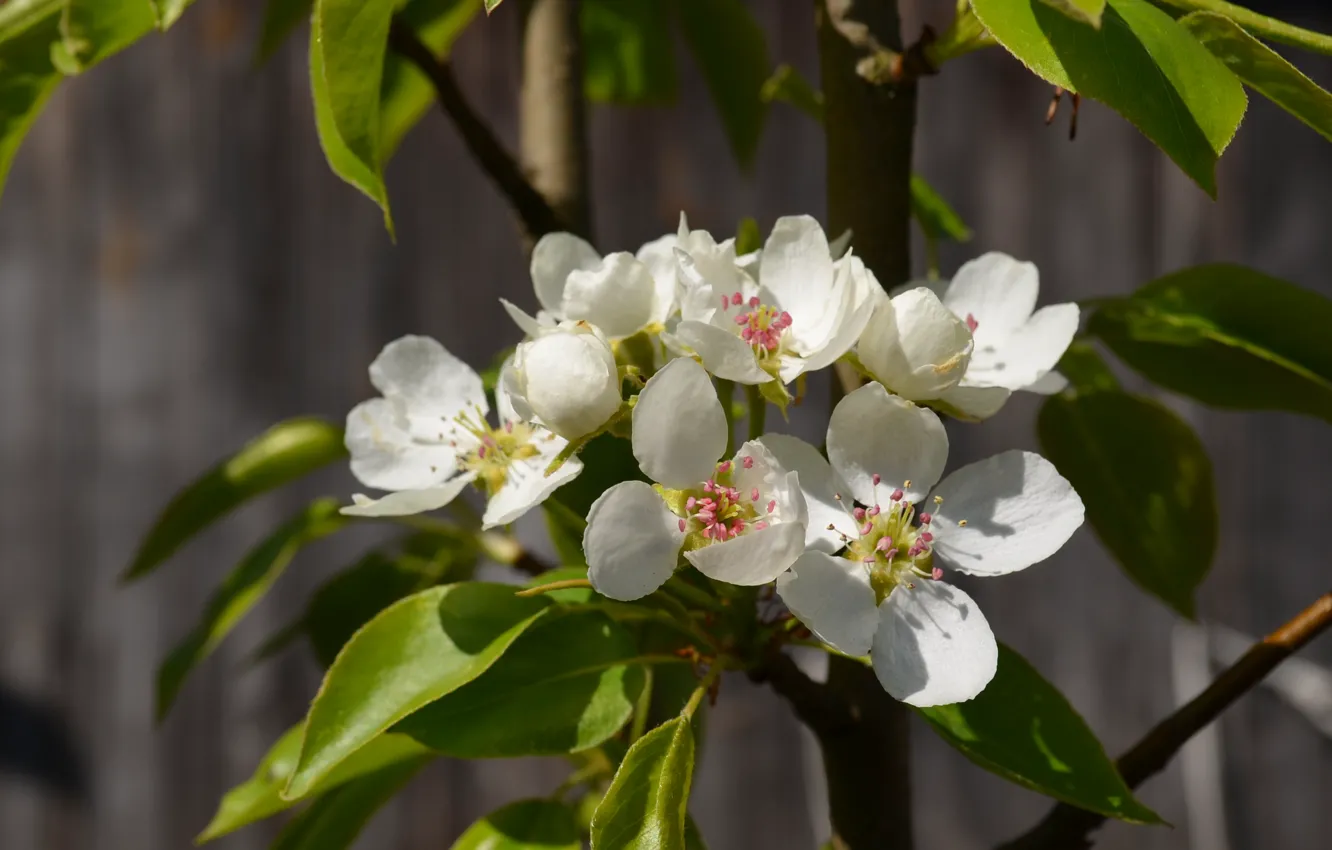 Photo wallpaper flowers pear, beautiful flowers pear, the inflorescence of pear, pear tree in spring