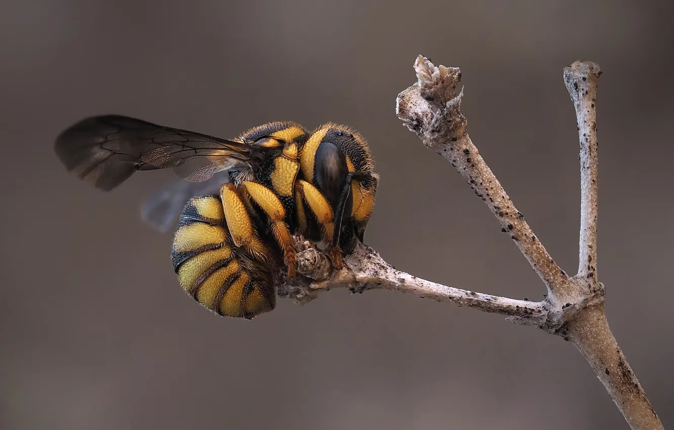 Photo wallpaper look, macro, branches, bee, insect, grey background