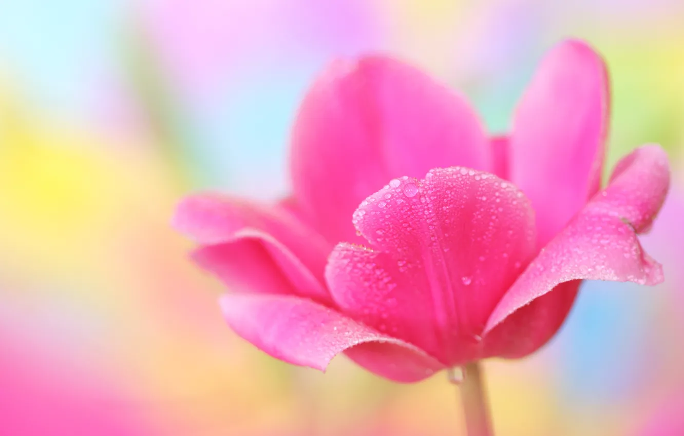 Photo wallpaper macro, flowers, tulips