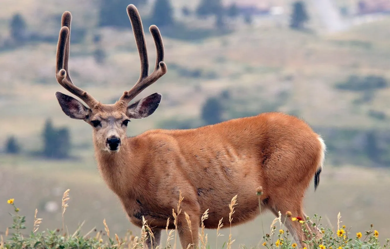 Photo wallpaper animals, nature, deer, horns