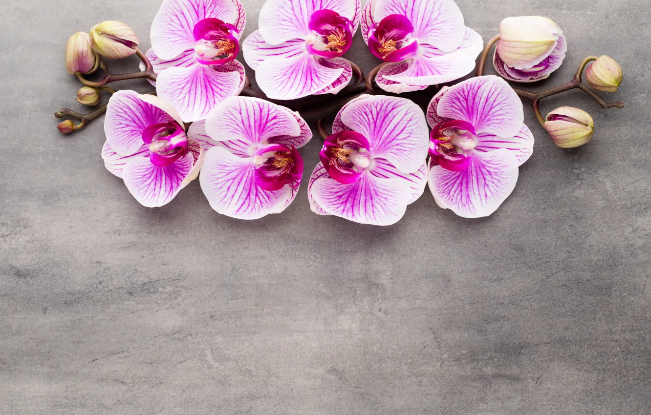Photo wallpaper Orchid, pink, flowers, orchid
