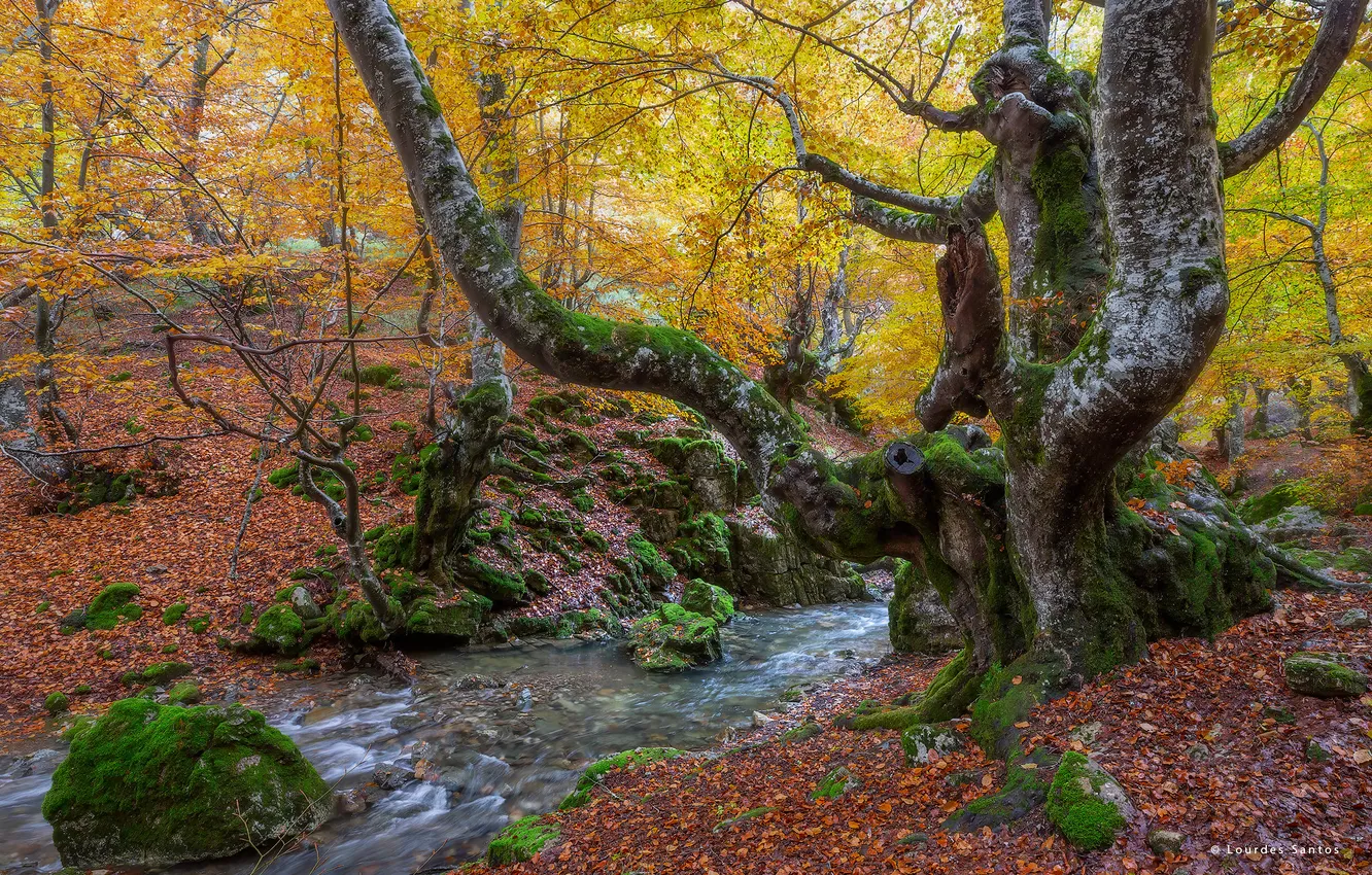 Photo wallpaper autumn, forest, trees, nature, stream