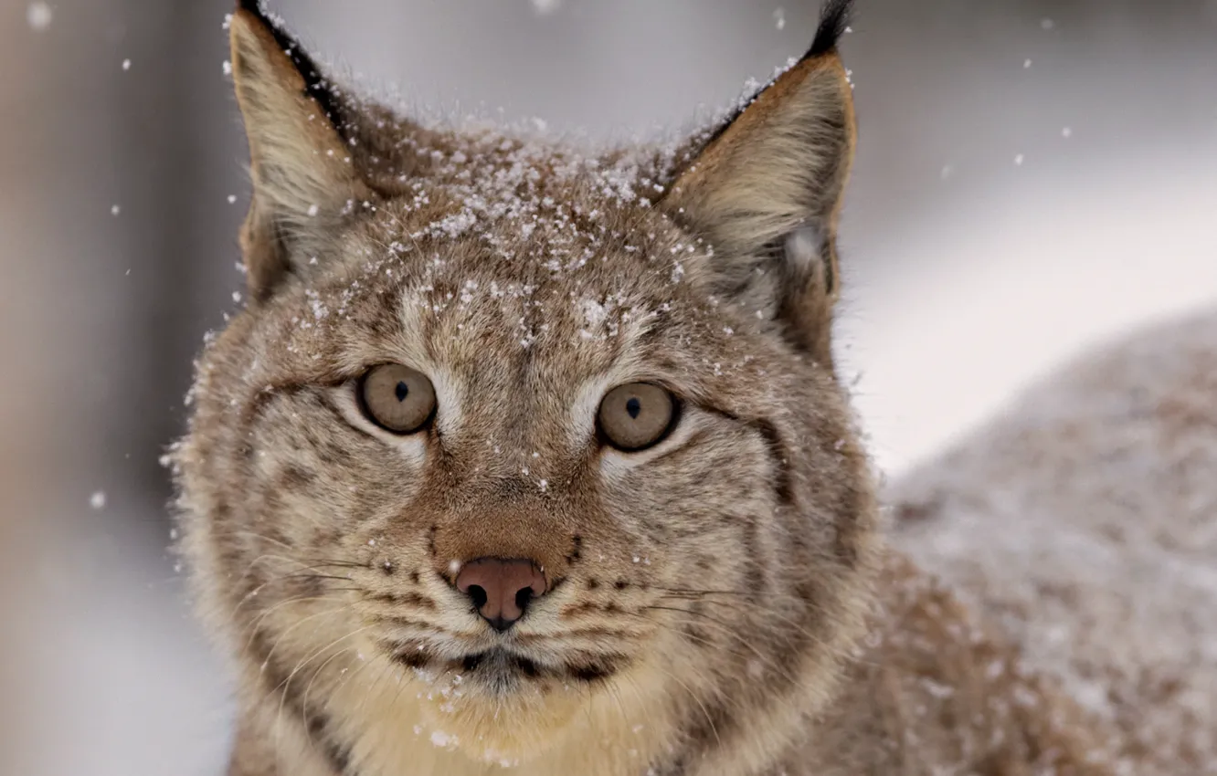 Photo wallpaper look, snow, lynx