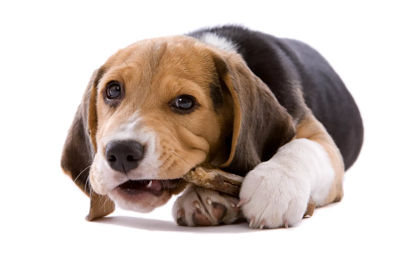 Photo wallpaper dog, puppy, white background, cub, Beagle