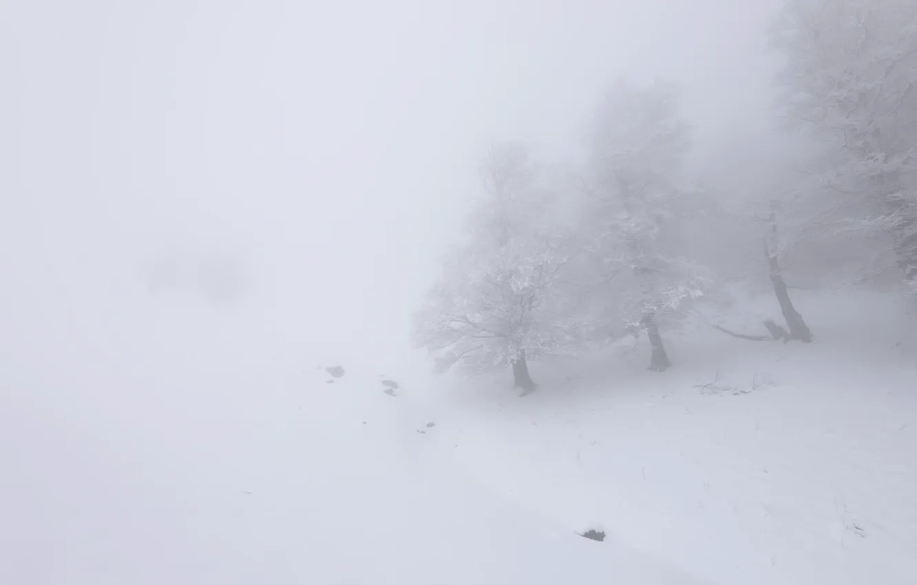 Photo wallpaper snow, nature, fog