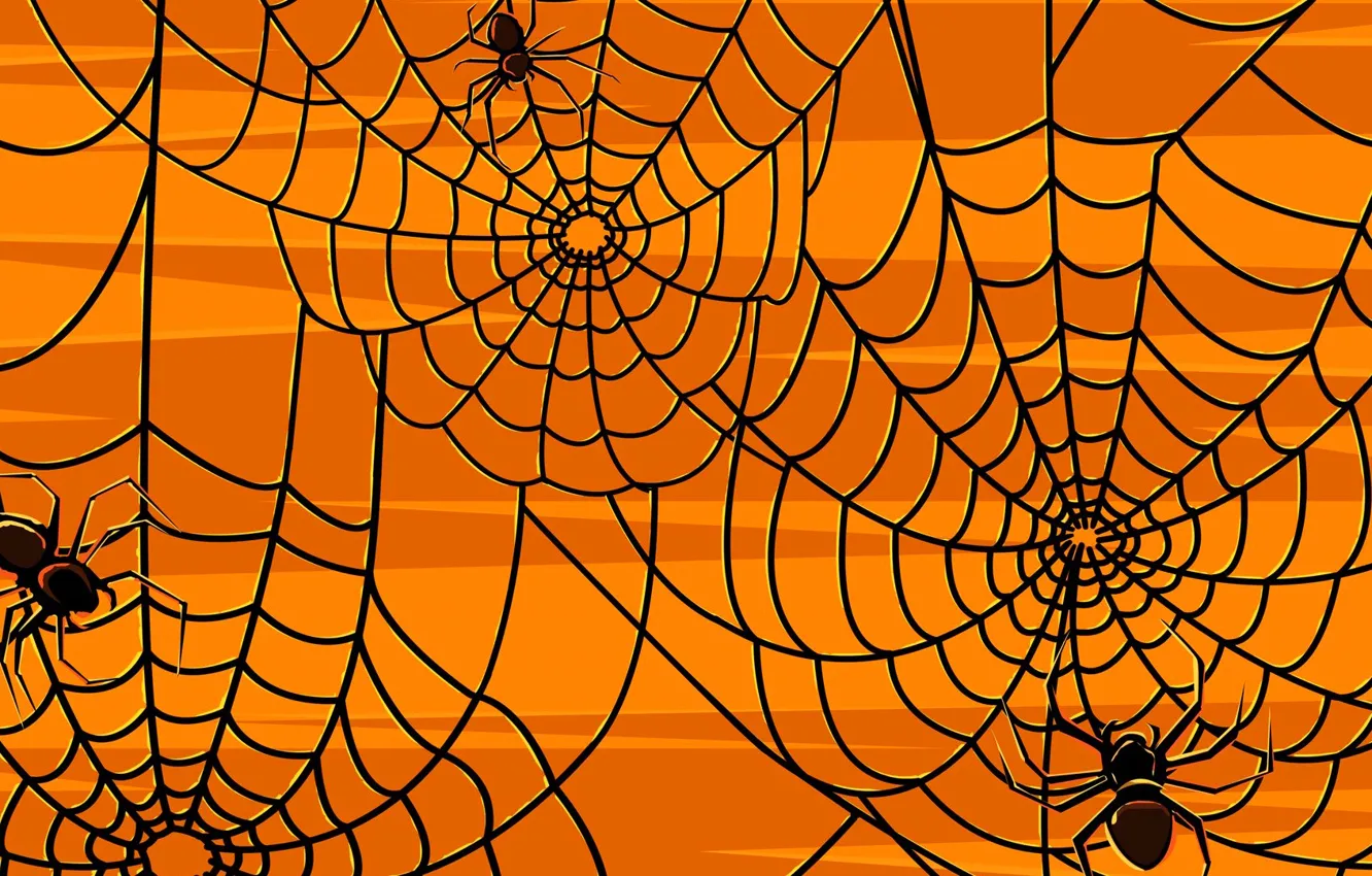 Photo wallpaper mesh, pattern, web, spider, insect