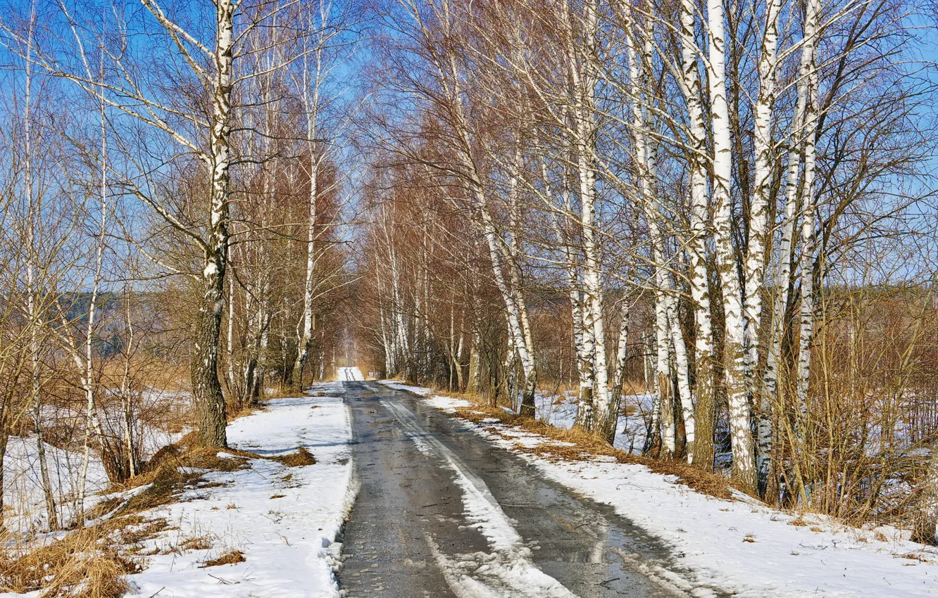 Photo wallpaper road, nature, spring, birch