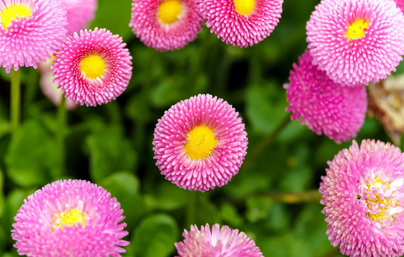 Photo wallpaper pink flowers, green background, Daisy