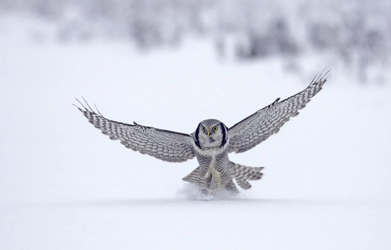Photo wallpaper winter, snow, animal, bird, flight, Falcon, bird, flight