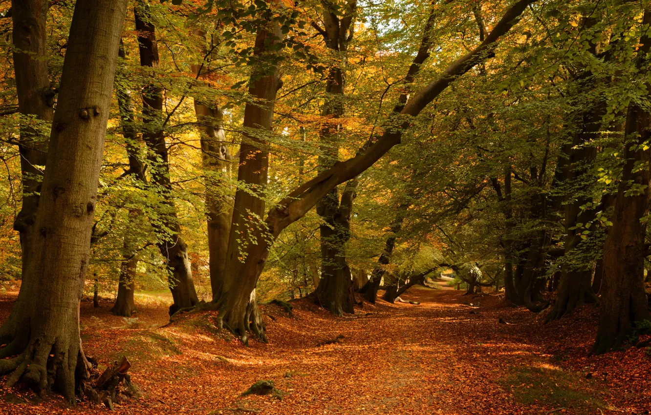Photo wallpaper road, autumn, forest, trees, England, England, Ashridge Wood, Forest Ashridge