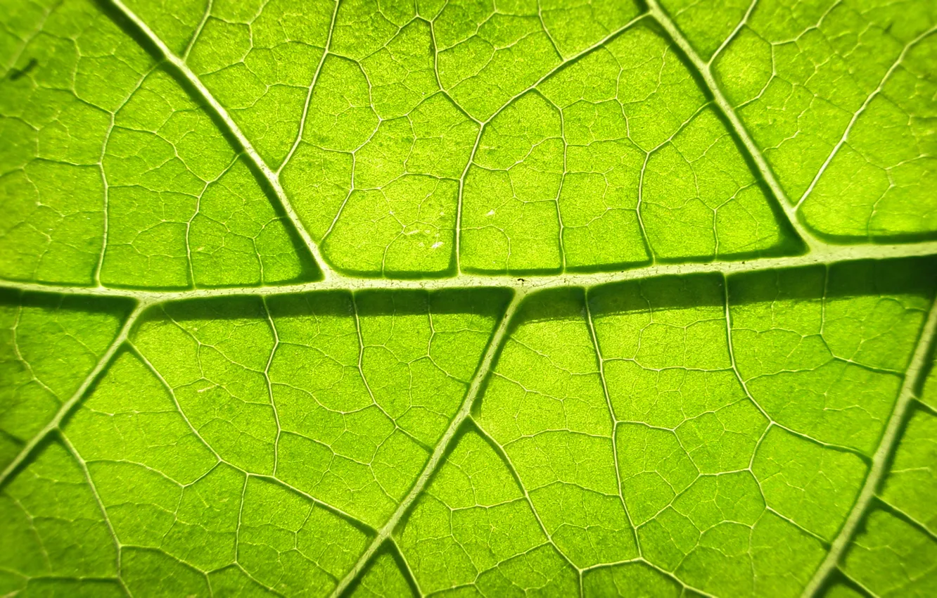 Photo wallpaper green, leaves, photosynthesis