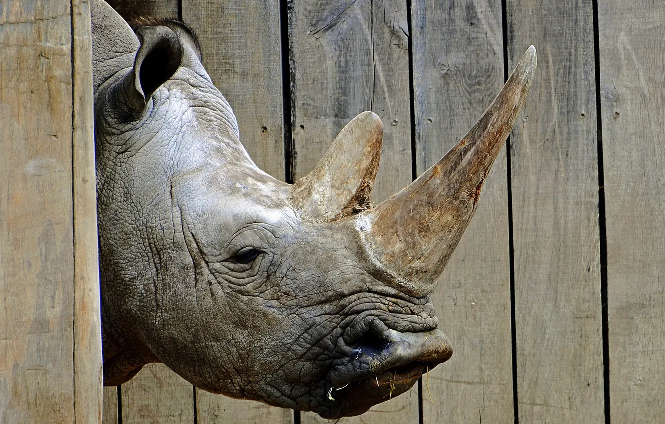 Photo wallpaper background, Rhino, zoo