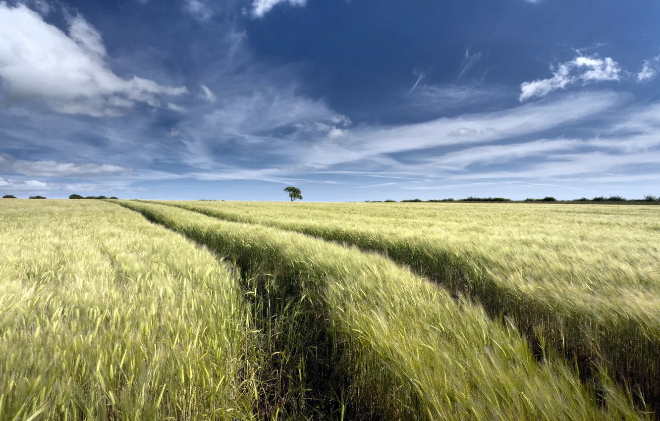 Photo wallpaper field, summer, landscape, ears