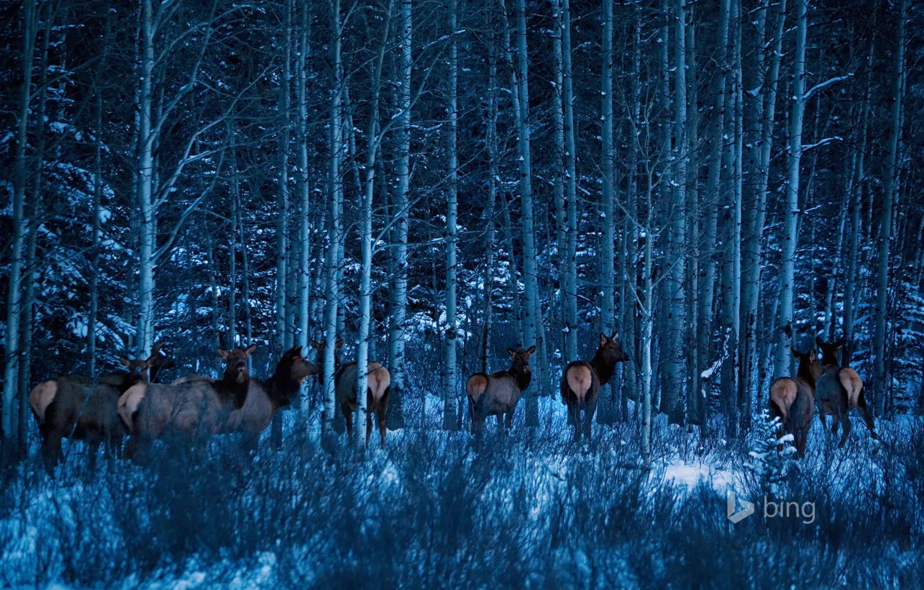 Photo wallpaper winter, forest, snow, trees, Canada, Albert, Banff National Park, moose