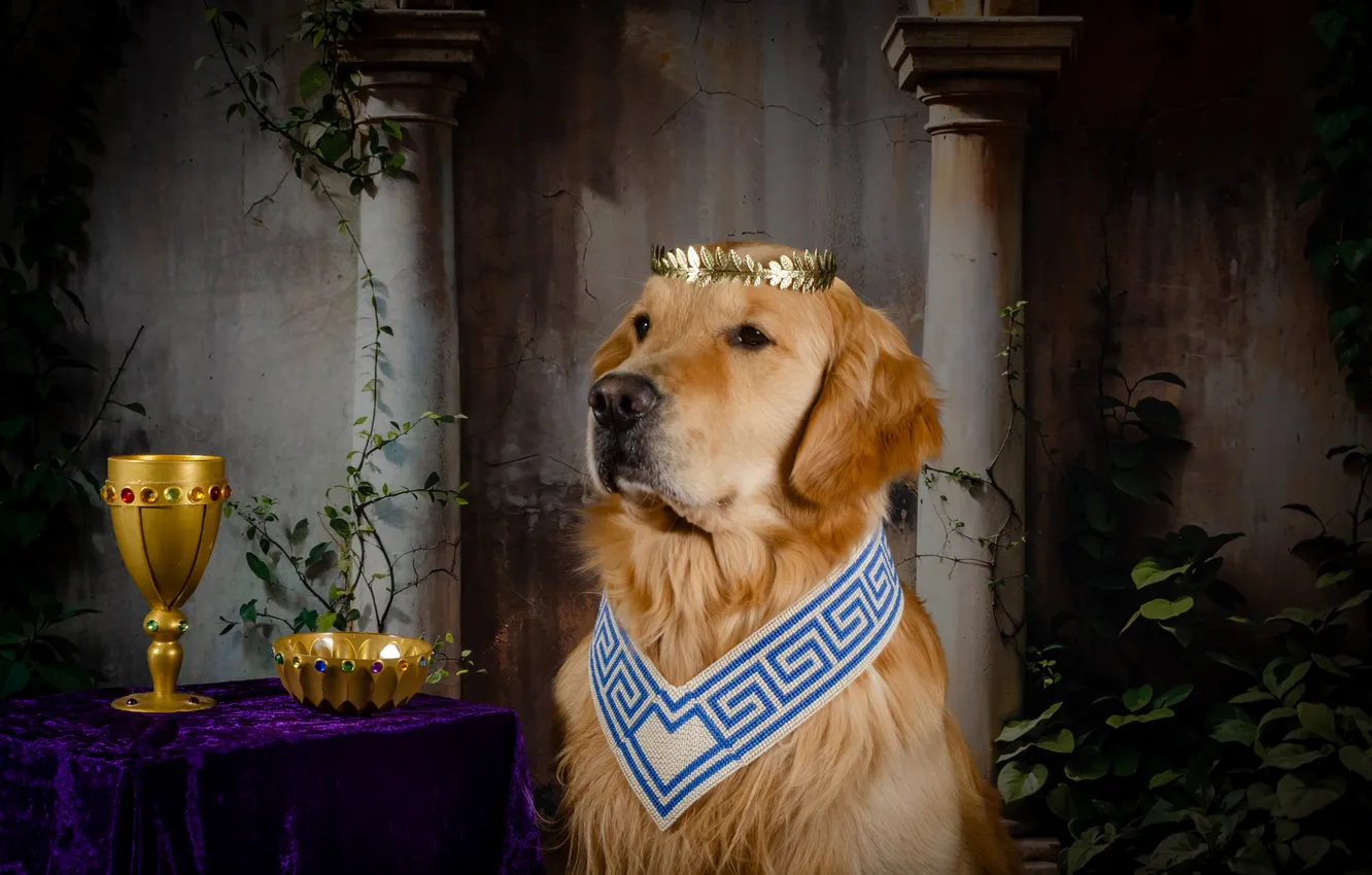 Photo wallpaper golden, dog, Golden Retriever