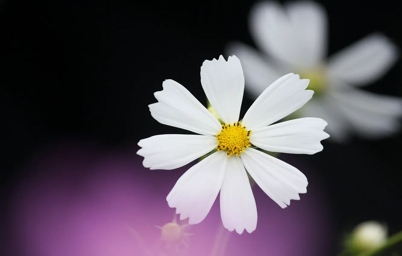 Photo wallpaper background, black, petals, white, lilac, kosmeya
