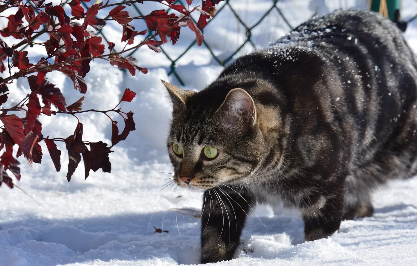 Photo wallpaper winter, cat, cat, snow, branches