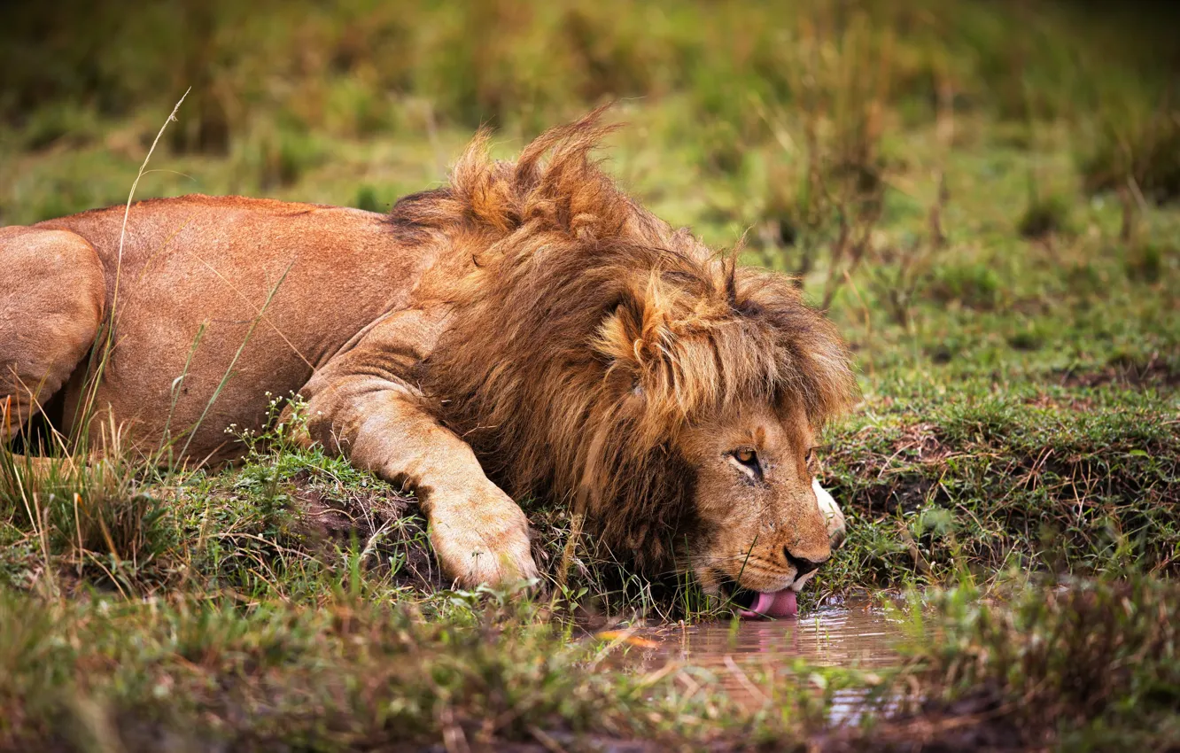 Photo wallpaper language, pose, thirst, shore, Leo, lies, drink, pond