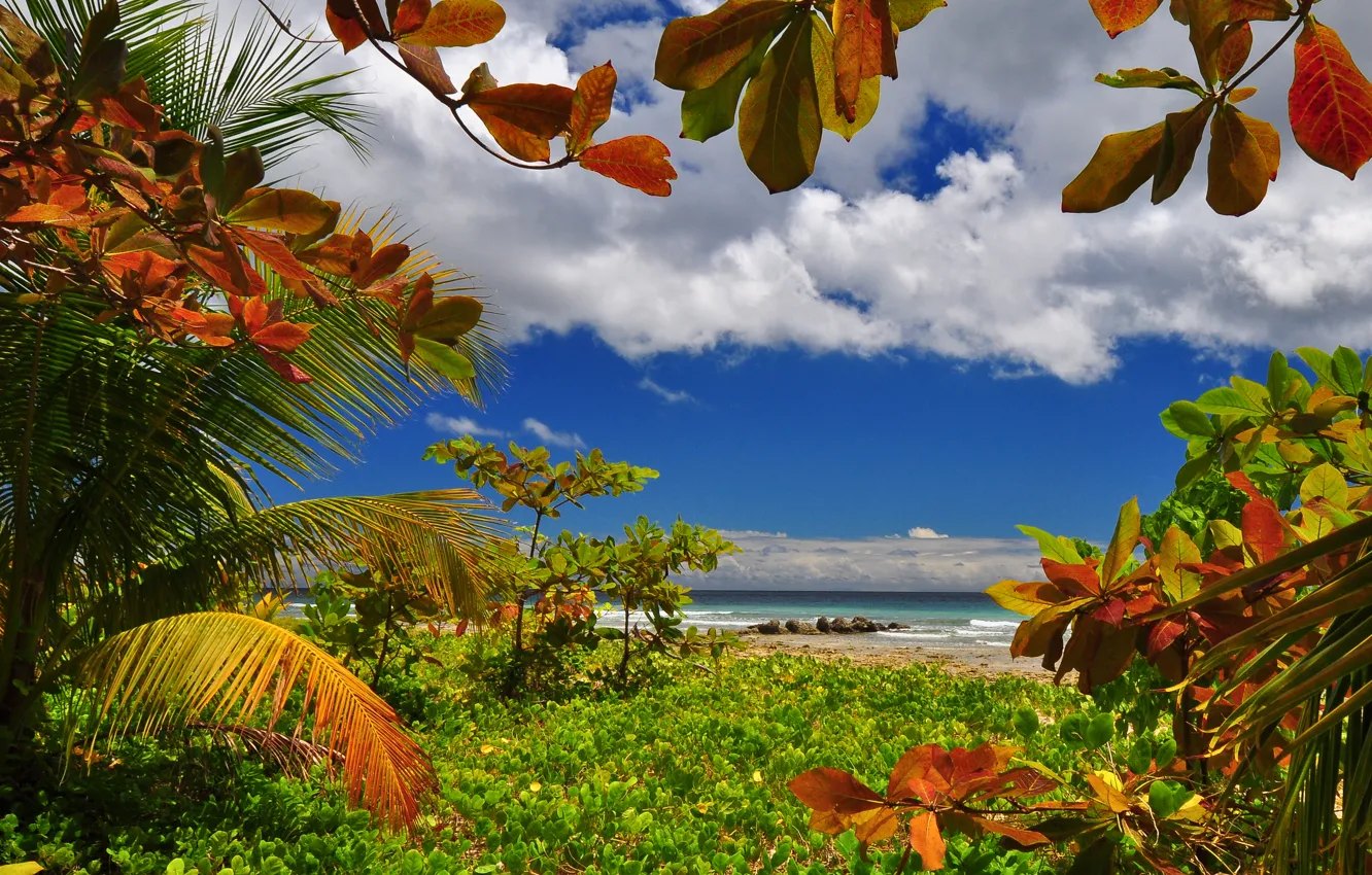 Photo wallpaper sea, the sky, palm trees, shore