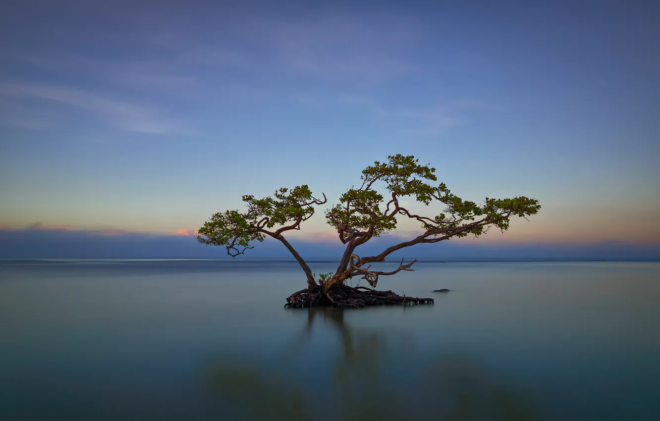 Photo wallpaper sea, the sky, clouds, roots, lake, tree